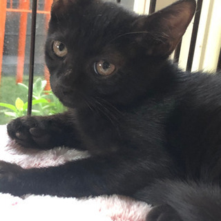 黒猫男子　生後3ヶ月
