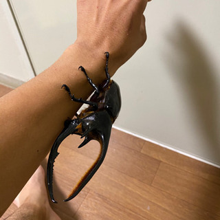 ヘラヘラペアとネプチューン♂単品＋ランダムでおまけ ヘラヘラペアとネプチューン♂単品＋ランダムでおまけ