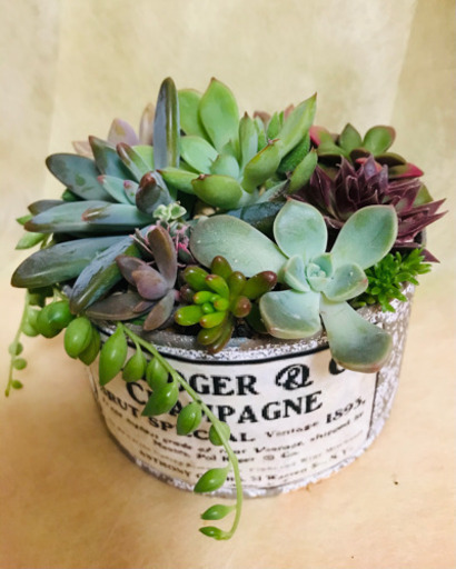 多肉植物カット苗寄せ植えセットリメ缶付き ももんが 藤枝のその他の中古あげます 譲ります ジモティーで不用品の処分