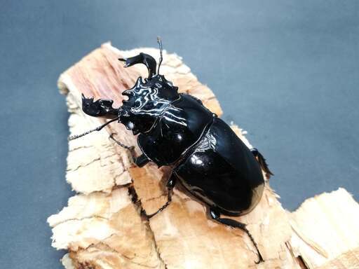 タランドゥスオオツヤクワガタ  ホワイトアイ  成虫ペア