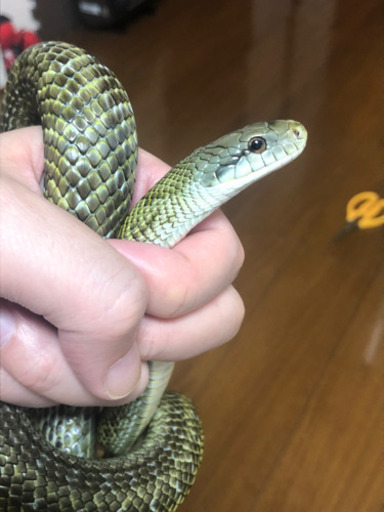 アオダイショウ1歳 タカ 姪浜のその他の里親募集 ジモティー