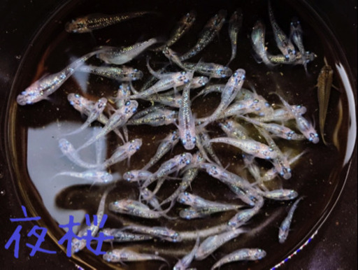 1番自慢の夜桜メダカ！！800円　めだか
