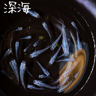 深海 メダカ 超涼しげ^_^ 1匹800円 めだか