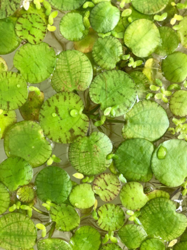 50株アマゾンフロッグピット 浮草 水草 メダカ水槽 ベタ繁殖 稚魚隠れ家に こはま 赤嶺のその他の中古あげます 譲ります ジモティーで不用品の処分 50株アマゾンフロッグピット 浮草 水草 メダカ水槽 ベタ繁殖 稚魚隠れ家に こはま 赤嶺のその他の中古あげます 譲ります ジモティーで不用品の処分