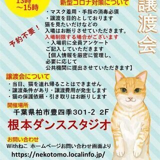 お外から保護した猫たちの家族を探しています 