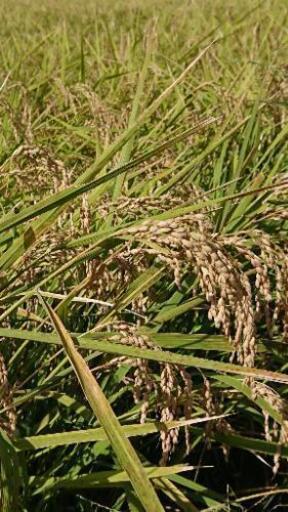 令和２年茨城県産コシヒカリ３０㎏玄米  [残り1袋]