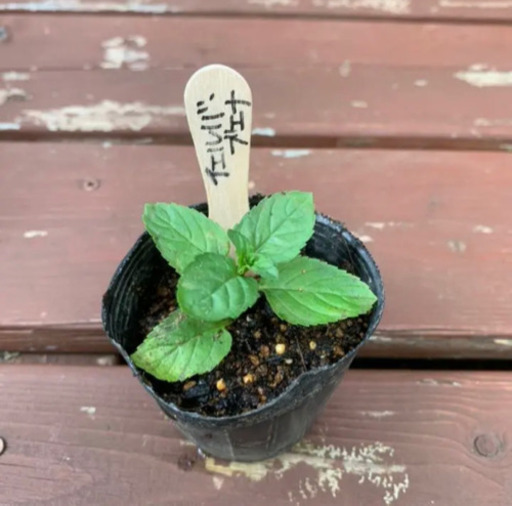 イエルバ ブエナ 植物苗 ミント モヒートミント キューバミント みんみん 三ツ境の生活雑貨の中古あげます 譲ります ジモティーで不用品の処分