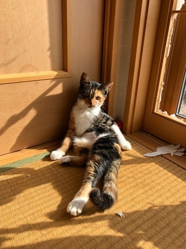 富山県子猫里親募集 (niyon_hane) 富山の猫の里親募集｜ジモティー