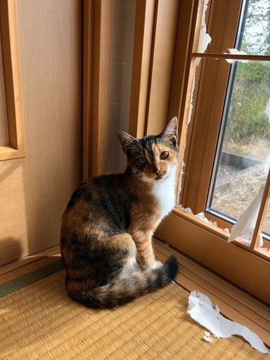富山県子猫里親募集 (niyon_hane) 富山の猫の里親募集｜ジモティー