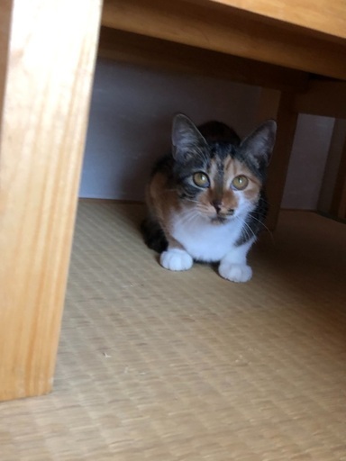 富山県子猫里親募集 (niyon_hane) 富山の猫の里親募集｜ジモティー
