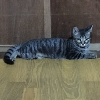 4か月のメスのキジ猫 − 宮崎県
