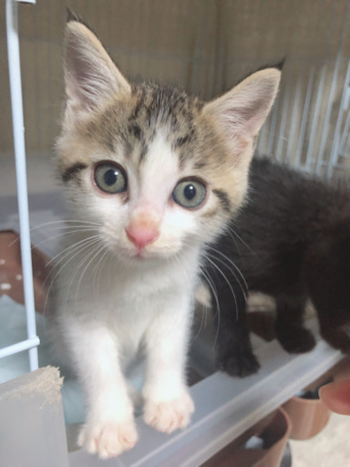 ねこカフェでお見合いお鼻ピンクのピンキーちゃん Nenail54 国分寺の猫の里親募集 ジモティー