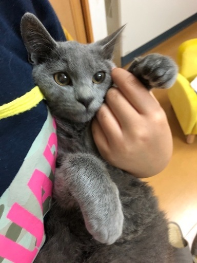 富山県猫里親募集 (niyon_hane) 富山の猫の里親募集｜ジモティー