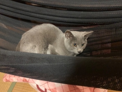 富山県猫里親募集 (niyon_hane) 富山の猫の里親募集｜ジモティー