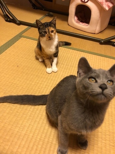 富山県猫里親募集 (niyon_hane) 富山の猫の里親募集｜ジモティー