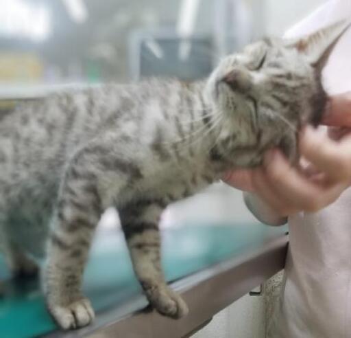 仮名 健 たける 推定5ヶ月 匝瑳 地域ネコの会 八日市場の猫の里親募集 ジモティー 仮名 健 たける 推定5ヶ月 匝瑳 地域ネコの会 八日市場の猫の里親募集 ジモティー