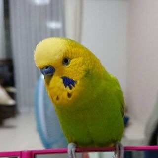 セキセイインコの里親様募集中です。