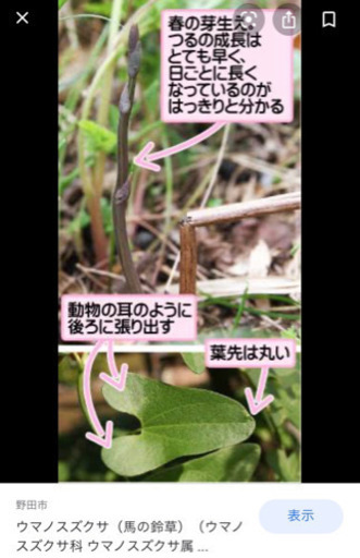 ウマノスズクサ探してます きぃ 花巻の手伝って 助けての助け合い ジモティー ウマノスズクサ探してます きぃ 花巻の手伝って 助けての助け合い ジモティー