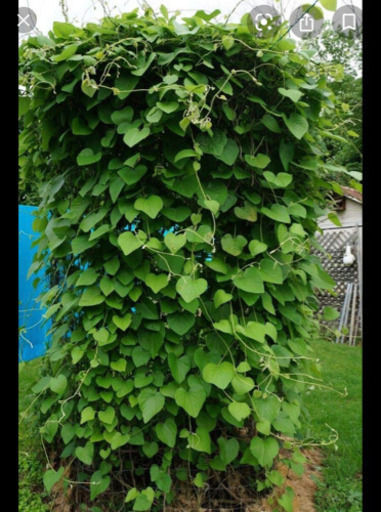 ウマノスズクサ探してます きぃ 花巻の手伝って 助けての助け合い ジモティー