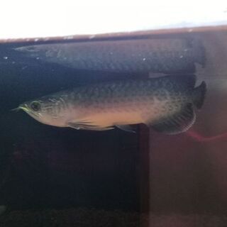 激レア！ミャンマーバティクアロワナです！【杉並区引き取り限定】