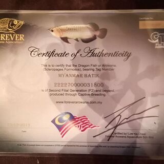 激レア！ミャンマーバティクアロワナです！【杉並区引き取り限定】