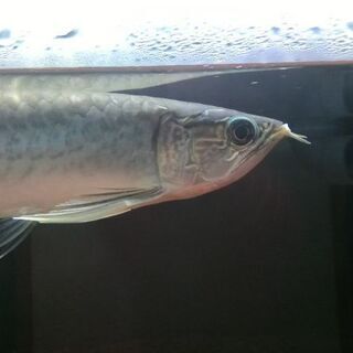 激レア！ミャンマーバティクアロワナです！【杉並区引き取り限定】 激レア！ミャンマーバティクアロワナです！【杉並区引き取り限定】