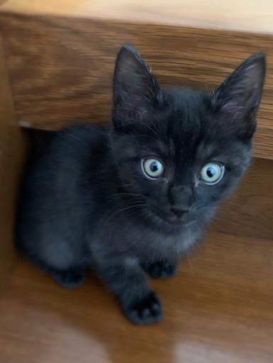 黒トラ男の子 生後一ヶ月 写真更新 Nemo00jp 泉の猫の里親募集 ジモティー