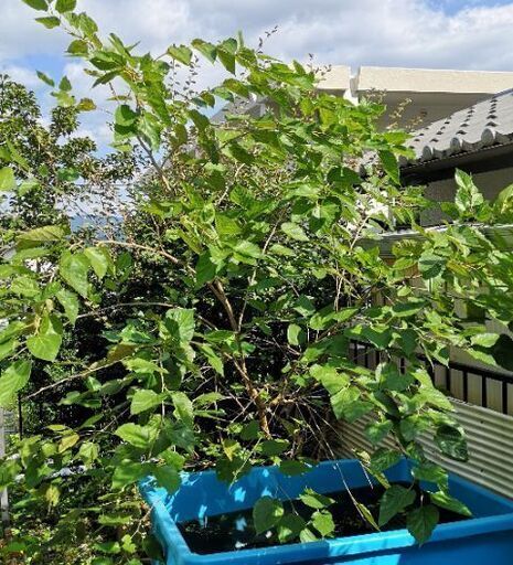 ﾉマルベリー剪定します 切った枝無料 ﾉ引き取り限定 亀石 Kiseki 河内長野のその他の中古あげます 譲ります ジモティーで不用品の処分