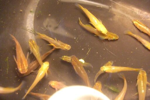 A黄金メダカ銅色メダカまとめて20匹 ウィローモスとミナミヌマエビ10匹おまけ Yoshi0227 茨木のその他の中古あげます 譲ります ジモティーで不用品の処分 A黄金メダカ銅色メダカまとめて20匹 ウィローモスとミナミヌマエビ10匹おまけ Yoshi0227 茨木のその他の中古あげます 譲ります ジモティーで不用品の処分