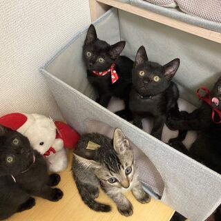 子猫5匹（2か月ぐらい）：全員お見合い予定あり