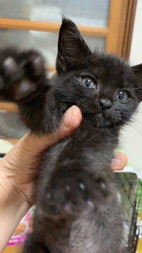 長毛黒子猫生後1カ月半オス あい 佐賀の猫の里親募集 ジモティー 長毛黒子猫生後1カ月半オス あい 佐賀の猫の里親募集 ジモティー