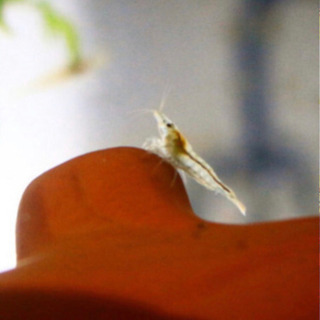 東京都 葛飾区のミナミヌマエビの中古が安い 激安で譲ります 無料であげます ジモティー