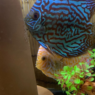 ディスカス　水槽　夫婦　売ります ディスカス 水槽 夫婦 売ります