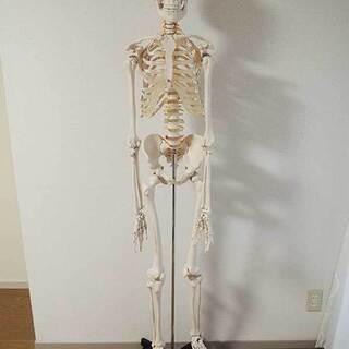 売り切り御免!】 等身大 全身骨格標本 人体模型 人体骨格模型