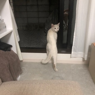 江東区亀戸3丁目 白猫のブーが脱走しました。
