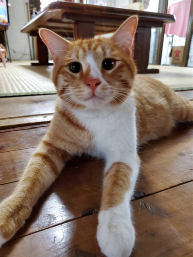 子猫物語のチャトラン ぷに 赤嶺の猫の里親募集 ジモティー 子猫物語のチャトラン ぷに 赤嶺の猫の里親募集 ジモティー