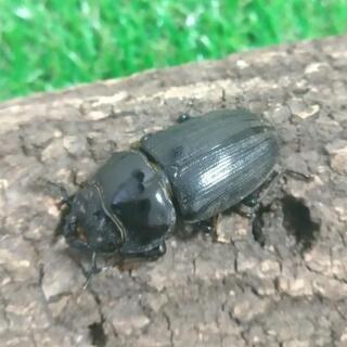 クルビデンスオオクワガタ ババイ ペア
