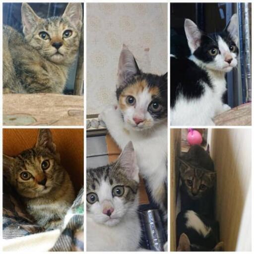 生後 1ヶ月半の子猫ちゃん ねこ 上岡の猫の里親募集 ジモティー