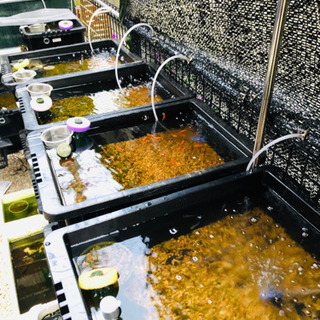 メダカ飼育ケース 大 麦飯石と赤玉土セット Goma 四街道のその他の中古あげます 譲ります ジモティーで不用品の処分