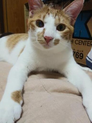 さみしがり屋の甘えん坊まめちゃん あゆ 松戸の猫の里親募集 ジモティー