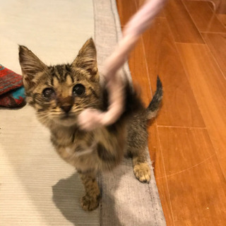 飼い主になてニャ〜 − 京都府