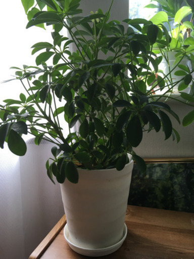 観葉植物シェフレラホンコンカポック ろみお 練馬のその他の中古あげます 譲ります ジモティーで不用品の処分 観葉植物シェフレラホンコンカポック ろみお 練馬のその他の中古あげます 譲ります ジモティーで不用品の処分