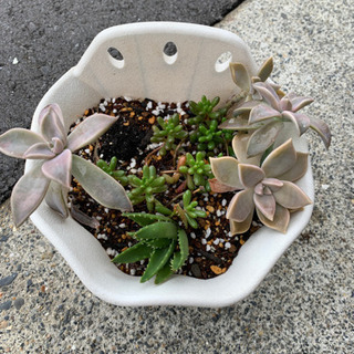 中古多肉植物が無料 格安で買える ジモティー 中古多肉植物が無料 格安で買える ジモティー