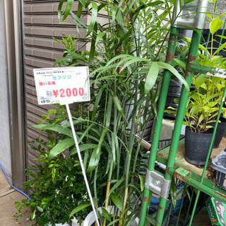 【ネット決済・配送可】お部屋の観葉植物　セフリジ　2000円