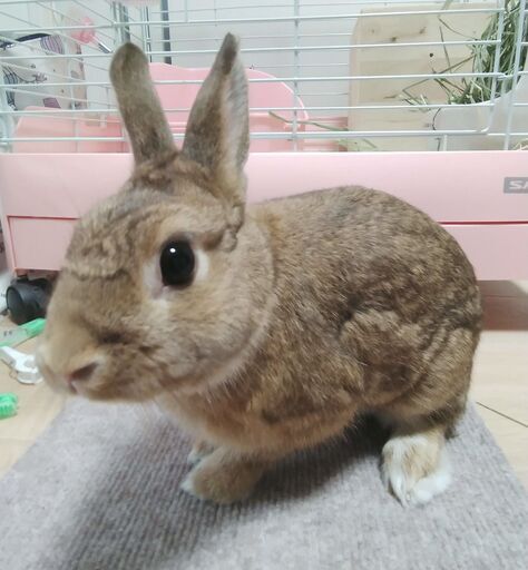 うさぎ ネザーランドドワーフ2歳メス ひろ 三ノ宮のその他の里親募集 ジモティー