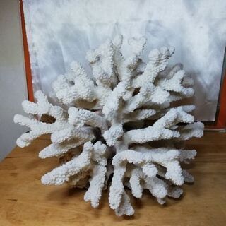 【ネット決済】再度値下げします！大型の白珊瑚