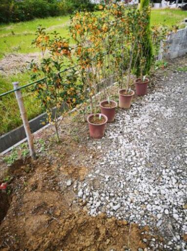 庭木 生垣 キンモクセイ 金木犀 １１本セット 夜乃 桜のその他の中古あげます 譲ります ジモティーで不用品の処分