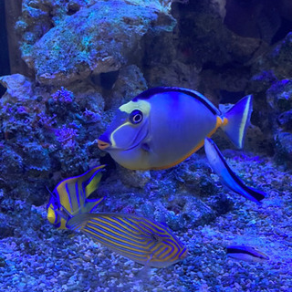 最終値下げミヤコテングハギ 13cm 海水魚熱帯魚 ささ 練馬の家具の中古あげます 譲ります ジモティーで不用品の処分 最終値下げミヤコテングハギ 13cm 海水魚熱帯魚 ささ 練馬の家具の中古あげます 譲ります ジモティーで不用品の処分