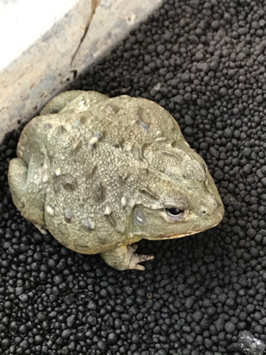 アフリカウシガエル