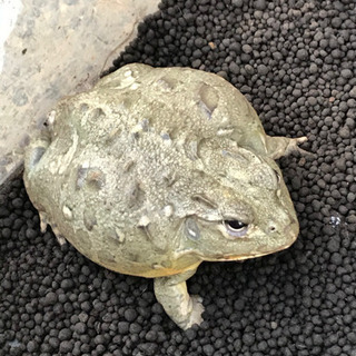 アフリカウシガエル